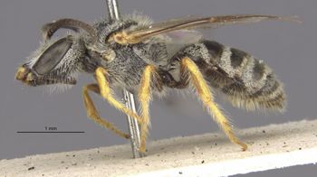Media type: image;   Entomology 27432 Aspect: habitus lateral view